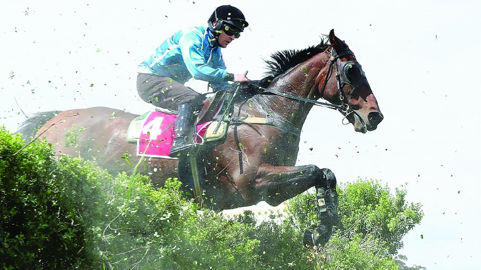 Spying On You Tom Ryan at Oakbank Great Eastern Stple Trials PIC TAIT SCHMAAL