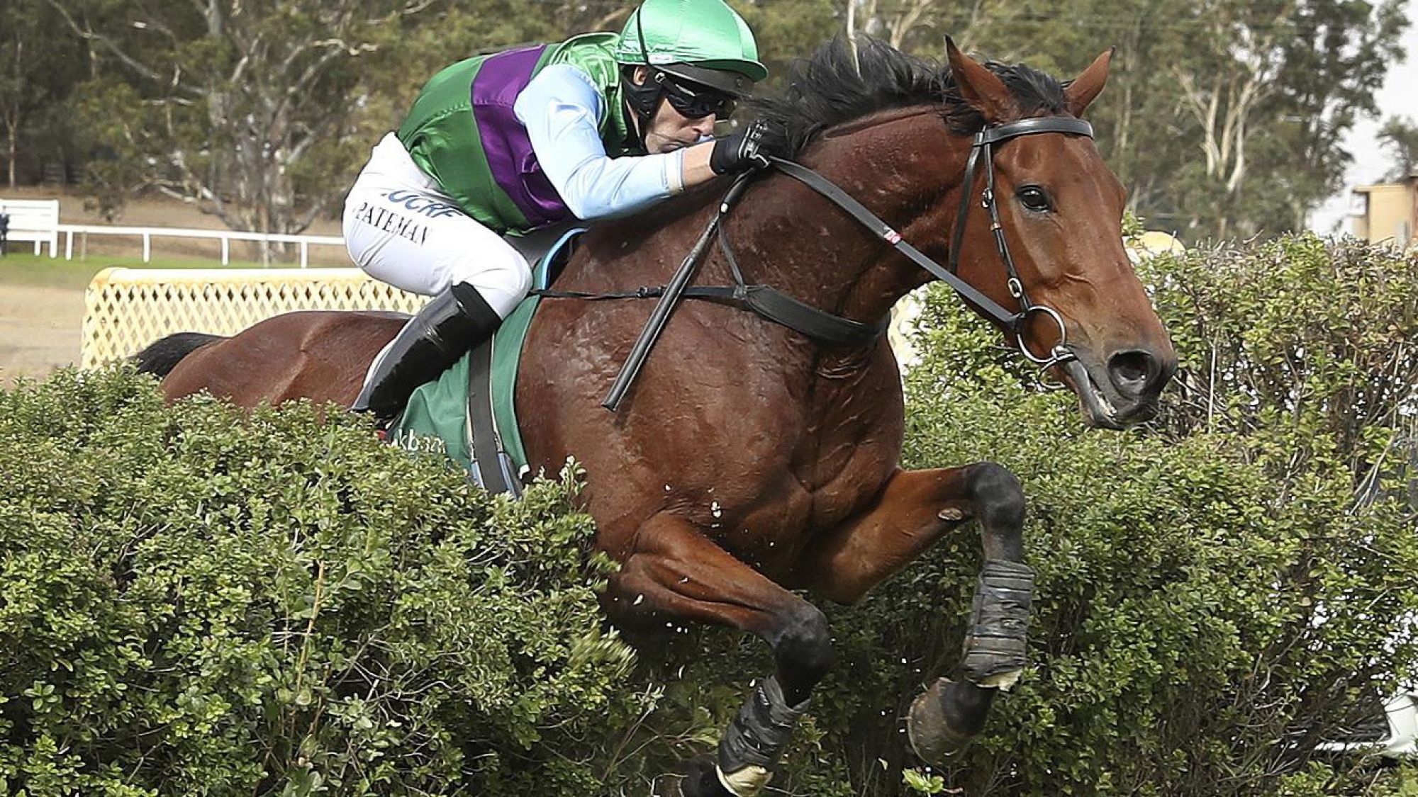 Zed Em Great Easyern Stple2019 S Pateman Oakbank 7b8b6b8263c9f08aa01